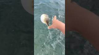 Puffer fish are dangerous😰 [upl. by Honig799]