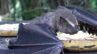 Morcego em plena luz do dia comendo banana [upl. by Atenahs629]