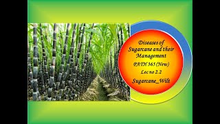 8 PATH 365 New Lec no 22 SugarcaneWiltdisease [upl. by Thgiled]