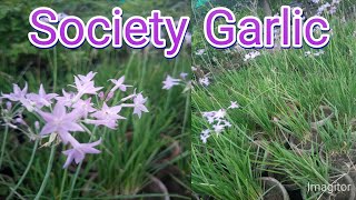 How to grow and care society Garlic lillyTulbaghia voilacea plant care [upl. by Hterag]