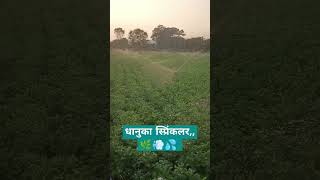 Dhanuka sprinkler potatocultivation shortvideo agriculturalsystem [upl. by Ys]