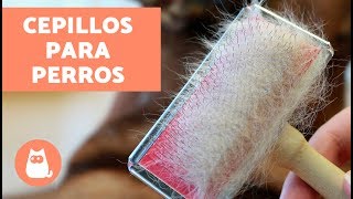 Tipos de cepillos para perros  CUIDADOS Y CONSEJOS con audio [upl. by Canute]