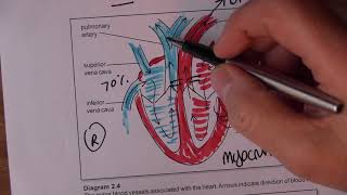 Cardiovascular System 3 Blood circulation [upl. by Weinstein]