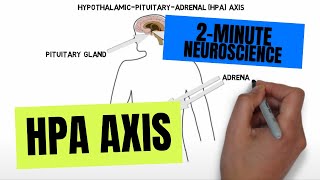 2Minute Neuroscience HPA Axis [upl. by Ecidnak]