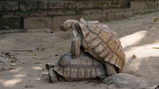 Watch Male and Female Turtle Mating [upl. by Snow]