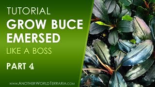 Grow Buce Emersed Like a Boss  Part 4 [upl. by Alrich]