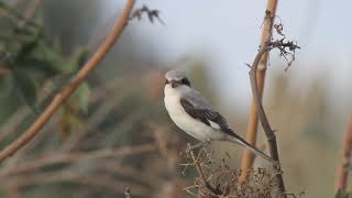 Lesser grey shrike Lanius minor  חנקן שחור מצח [upl. by Notterb]