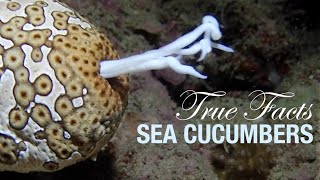 True Facts Sea Cucumbers [upl. by Luella]