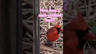 How does a male red cardinal look nature [upl. by Alyahsal]