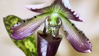 Paphiopedilum callosum flowering [upl. by Bred50]