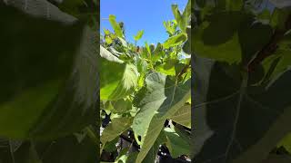 BARE ROOT FIG TREE SALE PREVIEW [upl. by Vickie]