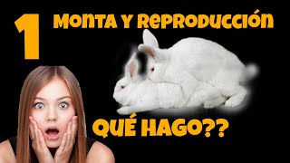 Cómo se reproducen los conejos🐰❤️🐰la MONTA PERFECTA Apareamiento reproducción de conejos [upl. by Corwin]