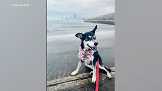 Package containing dogs cremated remains stolen in Chicago [upl. by Alaunnoif]