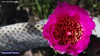 Blooming Deserts Wildflowers of Southern California [upl. by Ylirama]