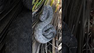 Víboras de cuernitos Mixcoatlus melanurus snakes animales mexico xplorareptilia olmec [upl. by Anilah]