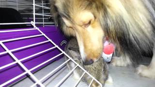 A Sheltie playing and licking a bunny [upl. by Elleined]