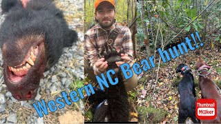 Western NC Bear hunt with hounds [upl. by Meli]