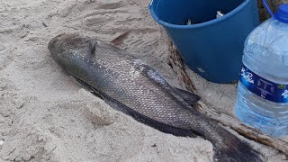 Dakhla pêche courbine 8 kg et loup moucheté [upl. by Anna]