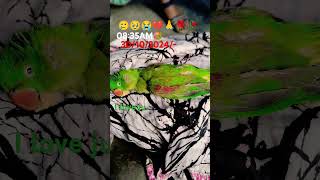 🥲🥹😭💔🙏🥀💐 parrot Tote ki viralvideo [upl. by Nohtanoj]