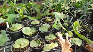 Staghorn fern 🍀 Platycerium superbum🍀 [upl. by Annek971]