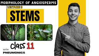 Morphology of Angiosperms Stem 1  Lecture 3  Class 11 Nepal  Easy Explanation with Mnemonics [upl. by Gnouv72]