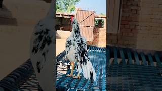 Rooster 🐓 rooster chicken hen farming village aseelmurgakipehchan aseelmurga tyshorts [upl. by Vitek]