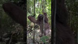 Threetoed sloth 🦥🖤  shorts wildanimals viral [upl. by Adnalra]