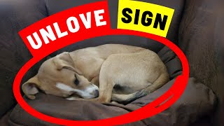 10 Signs Your Dog Doesnt Love You You Would Never Suspect [upl. by Eatnuahc]