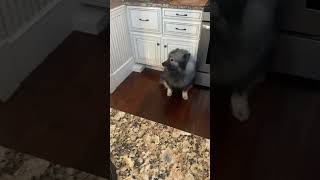 Keeshond Stops Barking When He Realizes That He Is Being Recorded 😂😂😂 [upl. by Icats722]