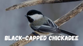 Discover the Charming Blackcapped Chickadee birds viral facts [upl. by Aremmat31]