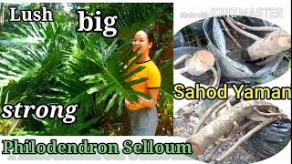 How to grow giant Selloum propagation and carew English subs [upl. by Ladew]