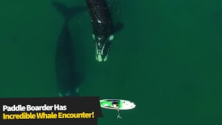 Paddleboarder Has Incredible Encounter With Whales😱 [upl. by Claus]