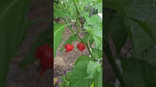 SCORPION pepper in a tree form [upl. by Halilad]