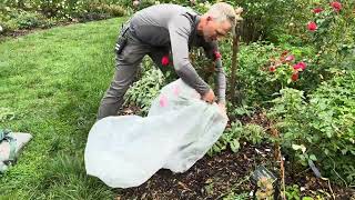 Gardeners Almanac Removing Rose Rosette Disease Infected Plants [upl. by Demaria]