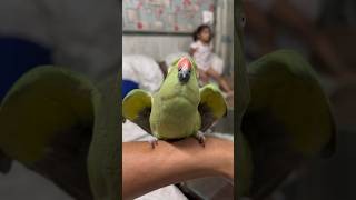 Mithu ka gussa parrot parrotlover parrottalking viral talkingparrot birds mithu ytshorts [upl. by Clementis957]