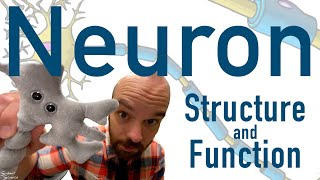 Neuron Structure and Function  How Your Brain Cells Work [upl. by Cirdes282]