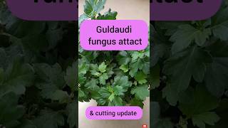 Guldaudi fungus attack solutionCutting updateguldaudi shortfeed plants treandingshort 🌿🌿🌿🌿🌿 [upl. by Armillia]