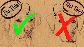 Sketching Animals How to Draw a Realistic Dog [upl. by Llenaj]