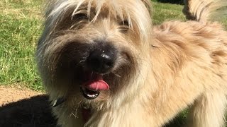 Ollie  Pyrenean Sheep Dog  4 Weeks Residential Dog Training [upl. by Sergeant]