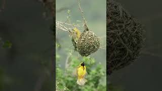 The Southern Masked Weavers nests A marvel of engineeringshorts [upl. by Idieh183]