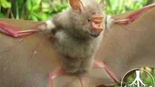 Griffin Leaf Nosed Bat [upl. by Intyre]