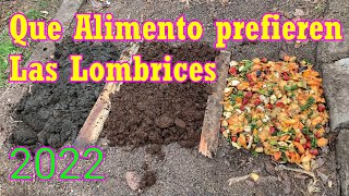 Que Alimento Prefieren las Lombrices Año 2022 9 lombrices [upl. by Atworth979]