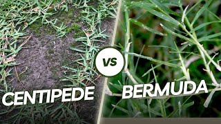 Why Is Centipede Grass BETTER Than Bermuda Grass [upl. by Offen]