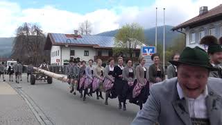 Maibaum  Aufstellen in Inzell Dem Urlaubsort in Oberbayern 30042023 [upl. by Lotsyrk]