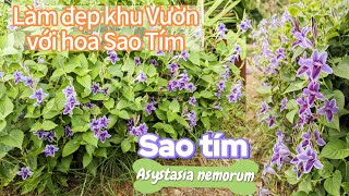 Hoa Sao Tím Asystasia nemorum  Biểu Tượng Của Sự Thanh Khiết Và Sức Sống Bền Bỉ [upl. by Caves534]