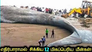 எதிர்பாராமல் மனிதர்களிடம் சிக்கிய 12 பெரிய மீன்கள்  Biggest Fish Catches [upl. by Holder]