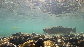 Largest dam removal in US history could save Yurok tribes salmon supply l ABCNL [upl. by Gunar837]