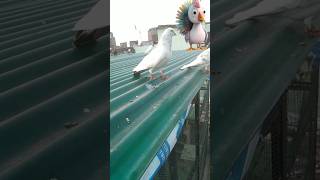 😍 High flyer kabutar pigeon bird kabootar pets animals viralshorts gd pigeons buxar 🥰🥰 [upl. by Euphemia]