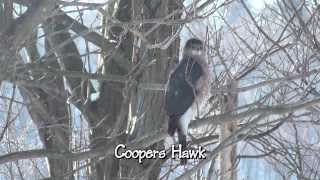 Coopers and Sharp shinned Hawks and other birds [upl. by Holihs]