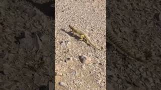 Running SpinyTailed Lizard shortfeed insects saveournature ytshort nature wildlife [upl. by Washington335]